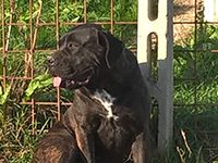 cane corso female